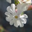 Blütenfoto Silene pratensis