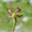 Blütenfoto Silene saxifraga