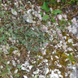 Habitusfoto Silene vulgaris ssp. glareosa