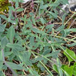 Blätterfoto Silene vulgaris ssp. glareosa