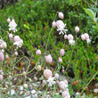 Stängel-/Stammfoto Silene vulgaris ssp. glareosa