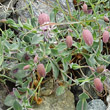 Blütenfoto Silene vulgaris subsp. prostrata
