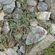 Habitusfoto Silene vulgaris subsp. prostrata