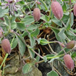 Blätterfoto Silene vulgaris subsp. prostrata