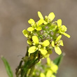 Blütenfoto Sisymbrium officinale