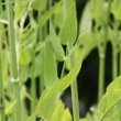 Blätterfoto Sium latifolium