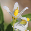 Blütenfoto Solanum chenopodioides