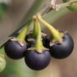 Fruchtfoto Solanum chenopodioides
