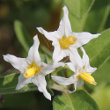 Portraitfoto Solanum chenopodioides