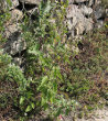 Habitusfoto Solanum chenopodioides