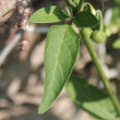Blätterfoto Solanum chenopodioides