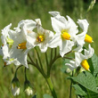 Blütenfoto Solanum tuberosum