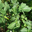 Blätterfoto Solanum tuberosum