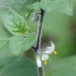 Blütenfoto Solanum villosum