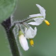 Portraitfoto Solanum villosum