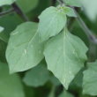 Blätterfoto Solanum villosum