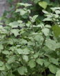Habitusfoto Solanum villosum