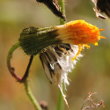 Blütenfoto Sonchus arvensis