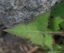 Blätterfoto Sonchus oleraceus