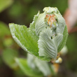 Foto der Jungpflanze Sorbus aria