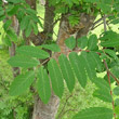 Blätterfoto Sorbus aucuparia
