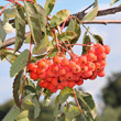 Fruchtfoto Sorbus aucuparia