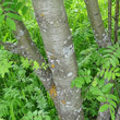 Stängel-/Stammfoto Sorbus aucuparia