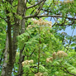 Habitusfoto Sorbus domestica