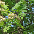 Blätterfoto Sorbus domestica