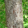 Stängel-/Stammfoto Sorbus domestica