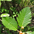 Blätterfoto Sorbus mougeotii