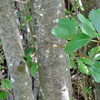 Stängel-/Stammfoto Sorbus mougeotii