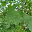 Blätterfoto Sorbus torminalis