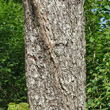 Stängel-/Stammfoto Sorbus torminalis