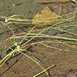 Blätterfoto Sparganium angustifolium