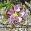 Blütenfoto Spergularia rubra
