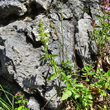 Habitusfoto Stachys recta subsp.grandiflora