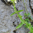Blätterfoto Stachys recta subsp.grandiflora