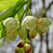 Blütenfoto Staphylea pinnata