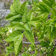Blätterfoto Staphylea pinnata