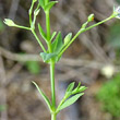 Blätterfoto Stellaria alsine