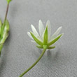 Blütenfoto Stellaria graminea
