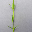 Blätterfoto Stellaria graminea