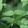 Blätterfoto Stellaria nemorum