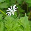 Blütenfoto Stellaria nemorum
