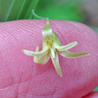 Blütenfoto Streptopus amplexifolius