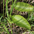 Blätterfoto Swertia perennis