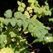 Blätterfoto Symphoricarpos albus