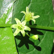 Blütenfoto Tamus communis