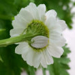 Blütenfoto Tanacetum parthenium